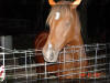 SteveNickie supervises Equine Socialization Program